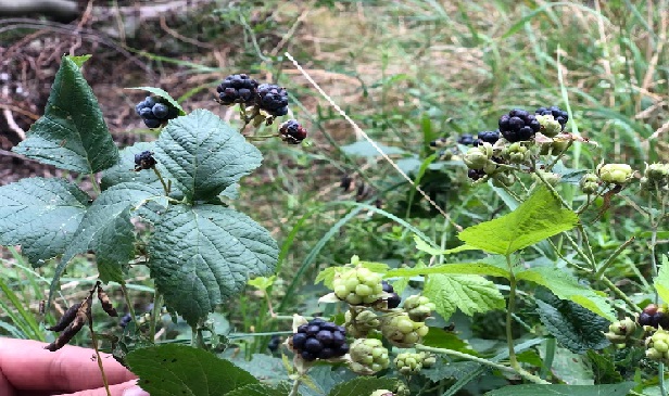 <p>Black raspberries, often growing wild in the forest are:</p>